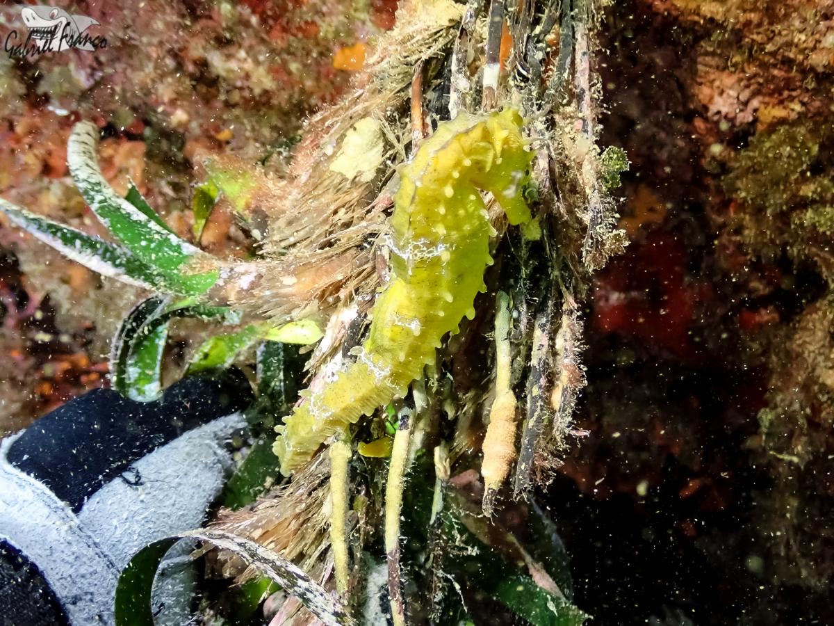 Bautismo de buceo en Águilas