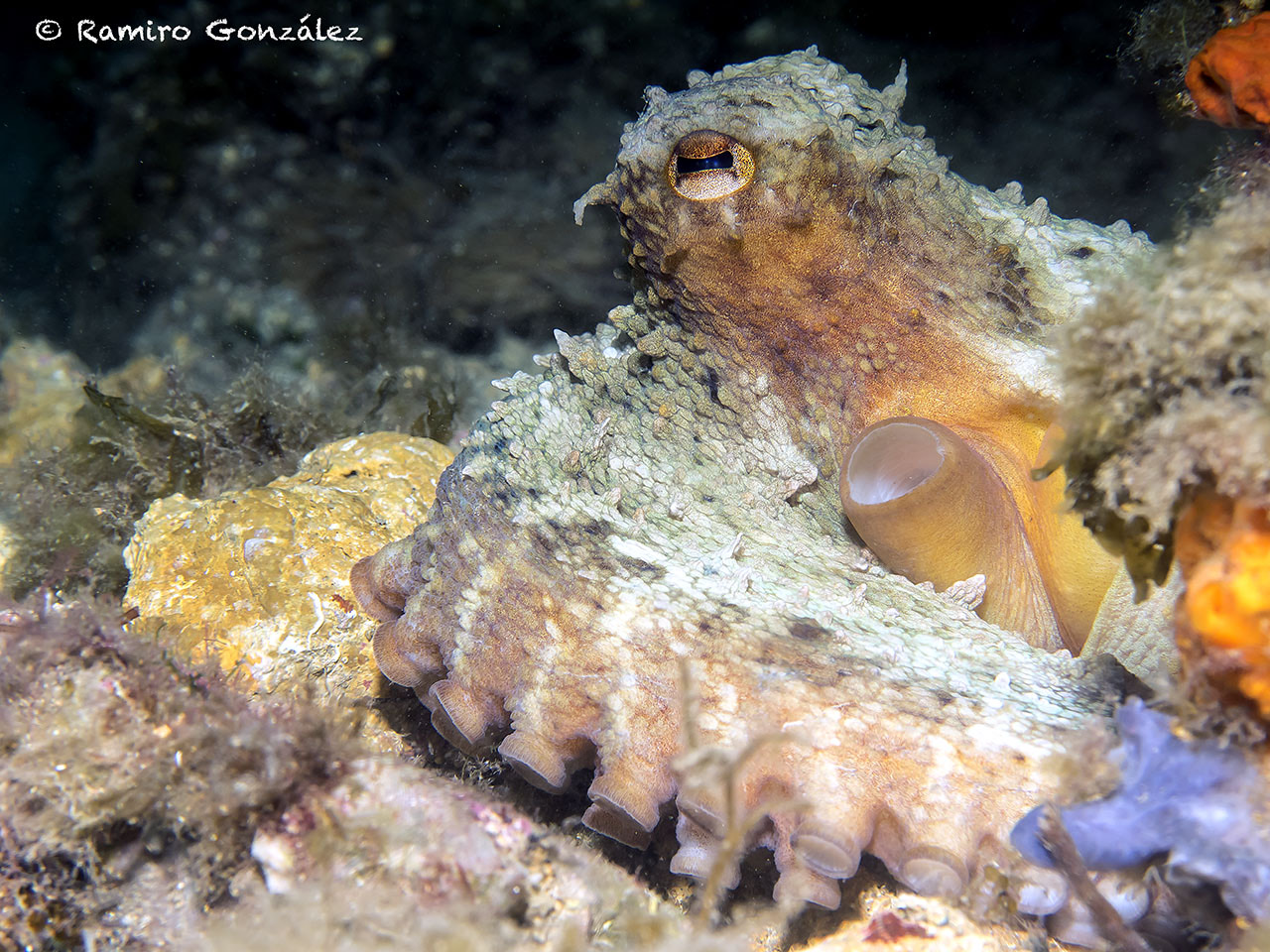 Bautismo de buceo en Águilas
