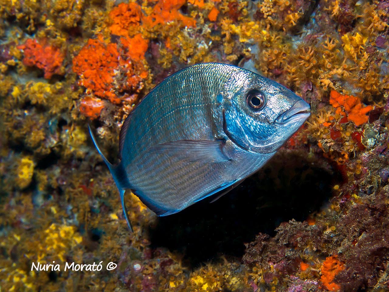 Bautismo de buceo en Águilas