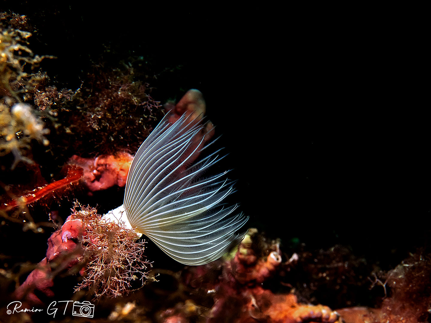 Bautismo de buceo en Águilas