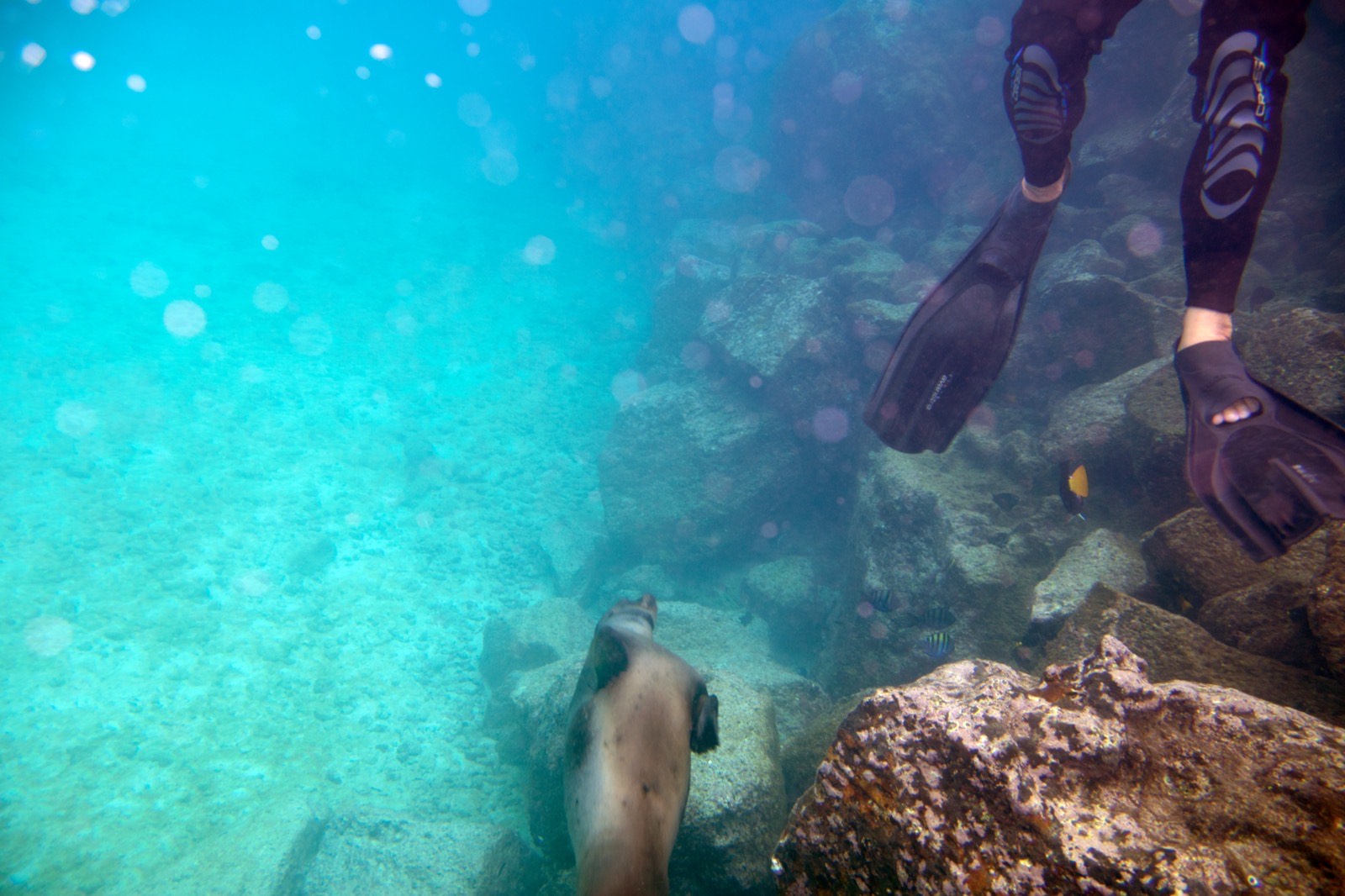 Galápagos diving trip