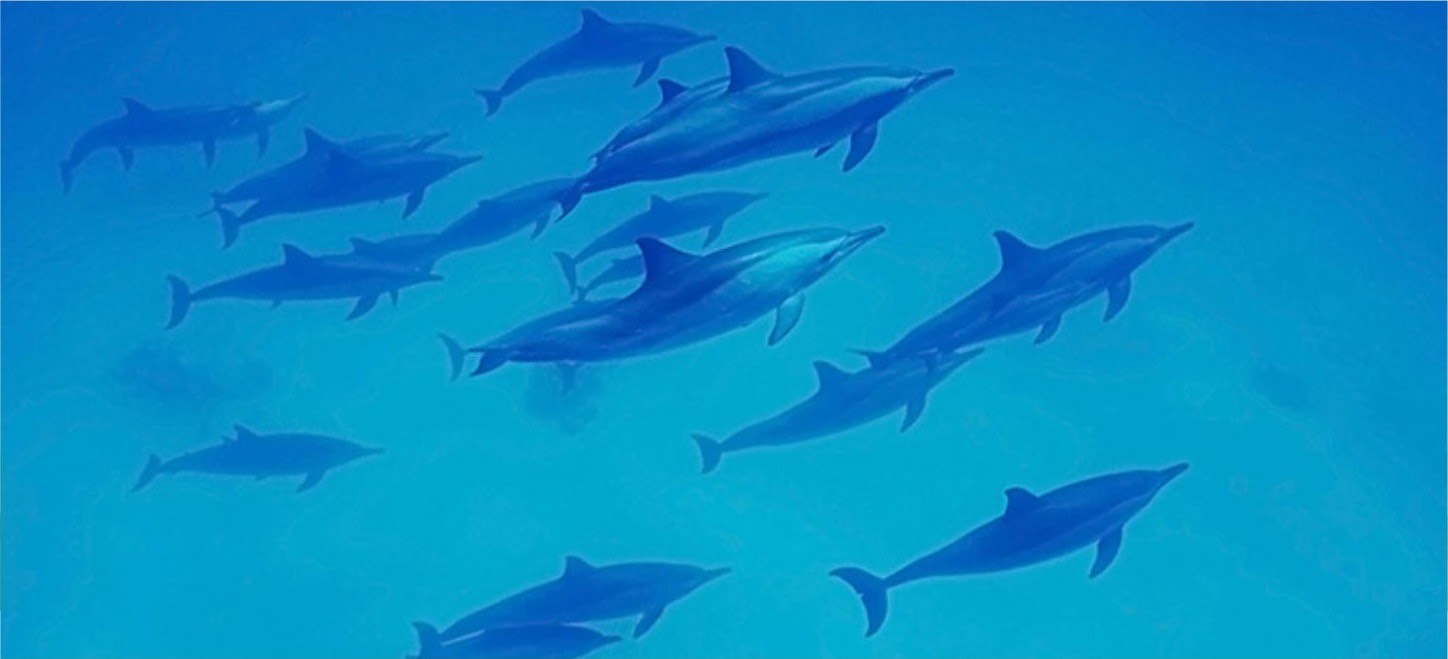 Red Sea diving trip