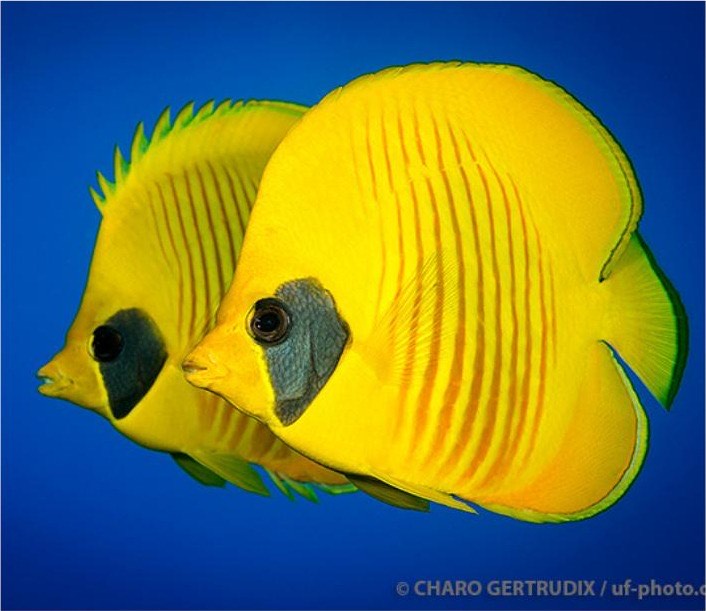 Red Sea diving trip